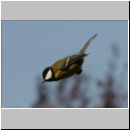 Parus major - Kohlmeise 15.jpg